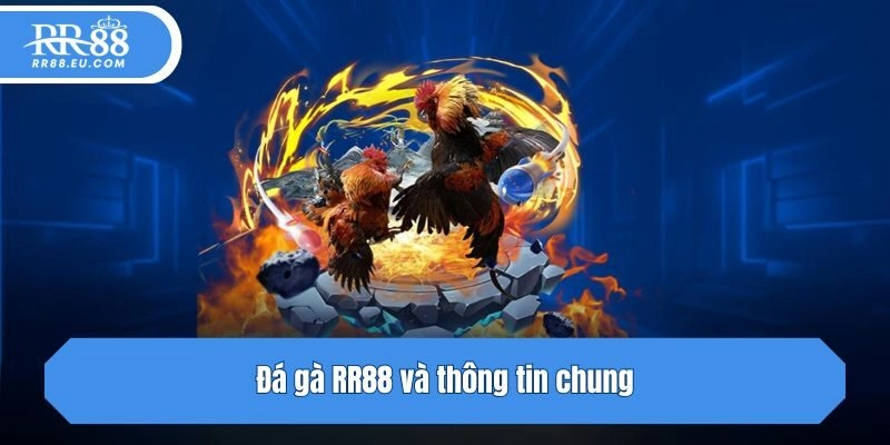 Đá gà RR88 và thông tin chung